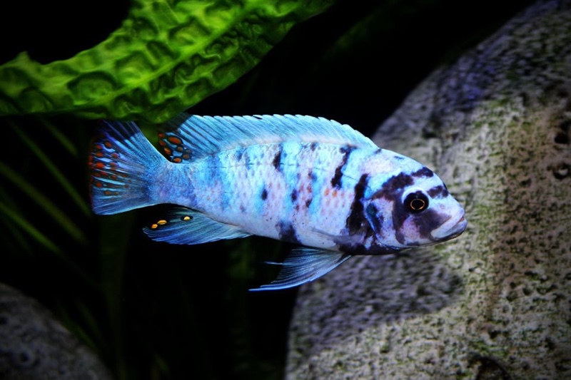 Maylandia zebra 'Masinje'